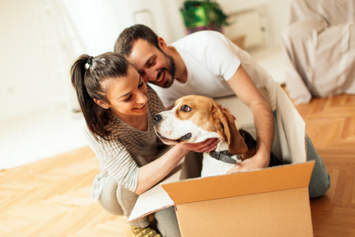 Moving with your pet