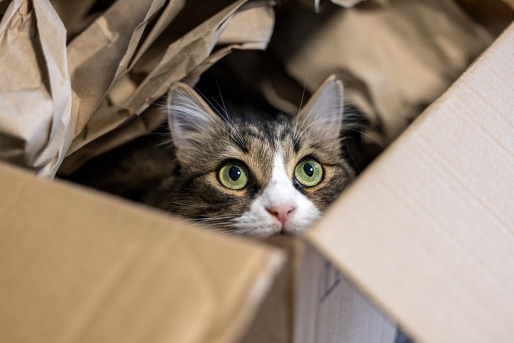 Curious cat in cardboard box